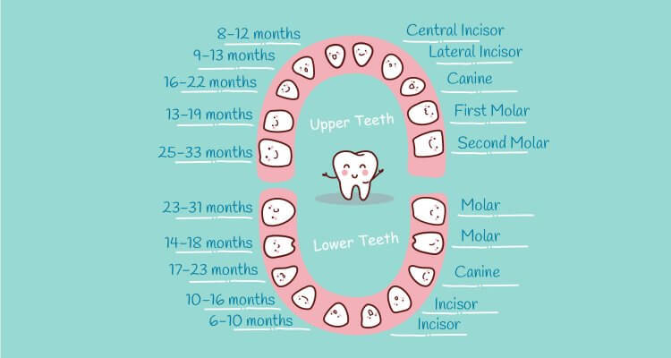 How many teeth do kids have? How many baby teeth? ?? When does baby get each tooth? And what are they for? Find out in our baby tooth chart! ?